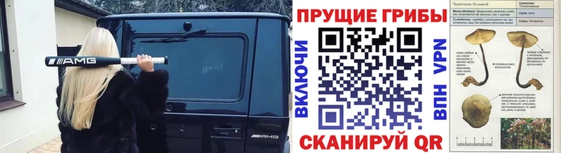 Псилоцибиновые грибы Psilocybe Олёкминск